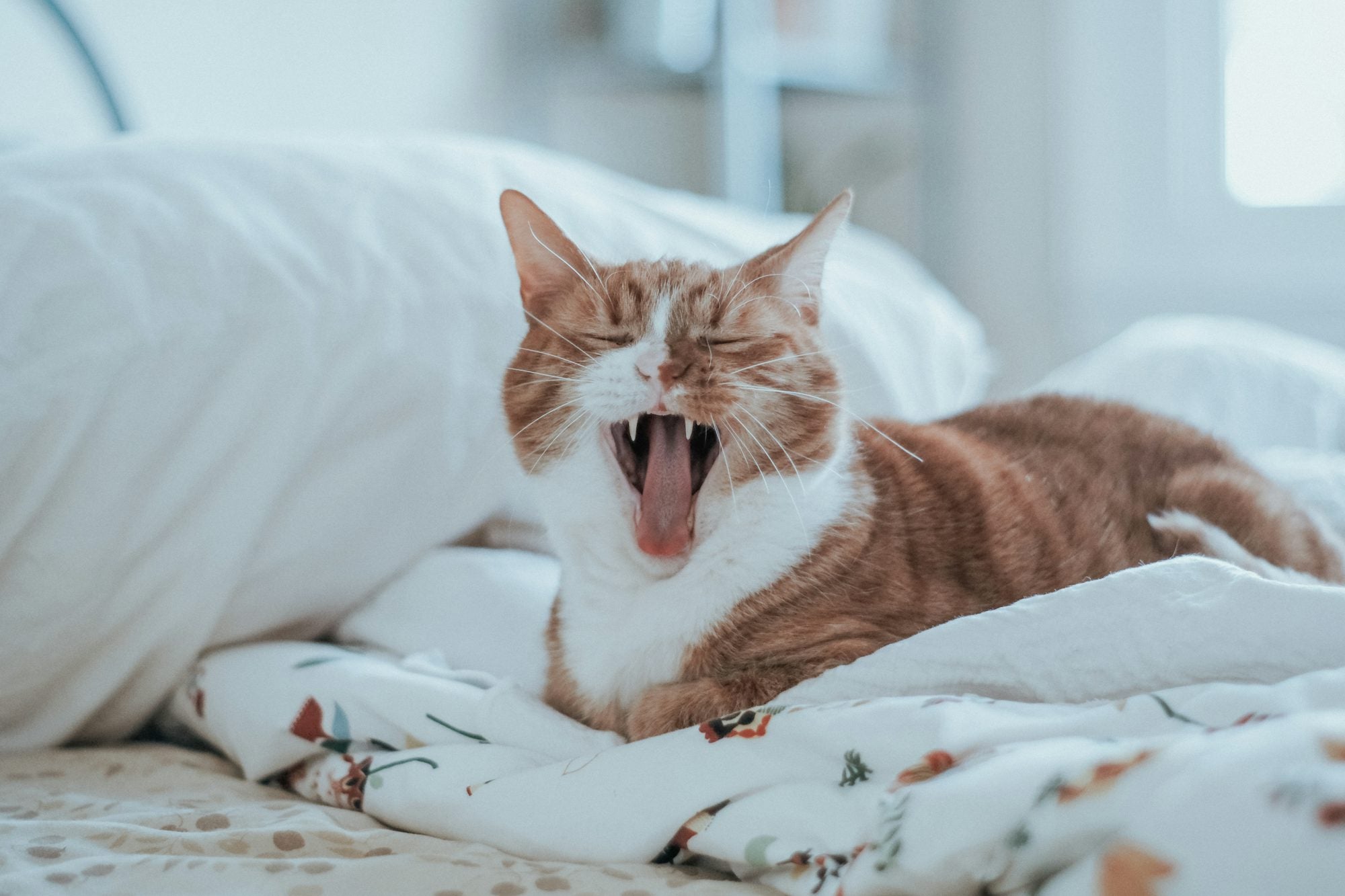How to Get My Cat to Stop Meowing at Night? hooluxe