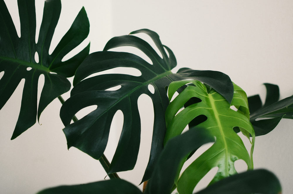 Monstera Toxicity in Cats: What You Need to Know  HOOLUXE