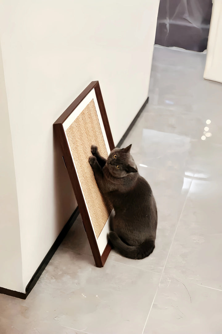 english shorhair cat is scratching a sisal scrathe