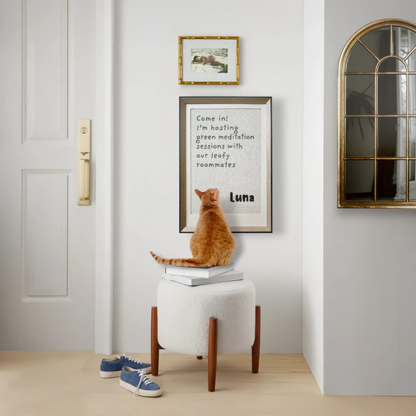 a orange cat sitting on chair and looking up to a cat quote scratcher near the door