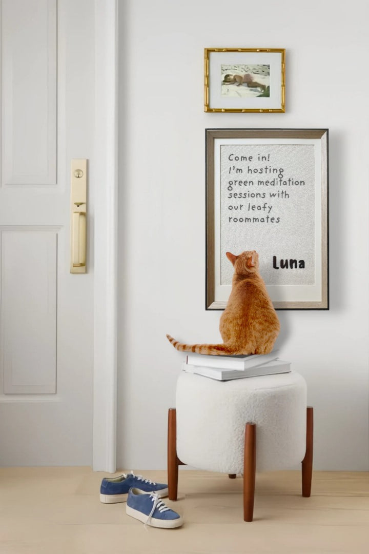 a orange cat sitting on chair and looking up to a cat quote scratcher near the door