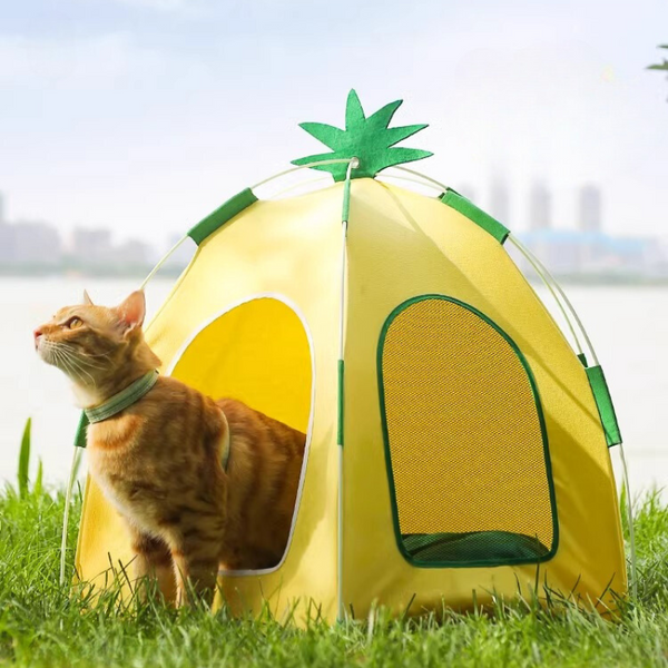 a cat is step out of a pet tent